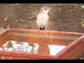 Birds drinking water in summer documentary(BULBUL, SILVERBILL, BABBLER, MYNA, DOVE , Squirrel)