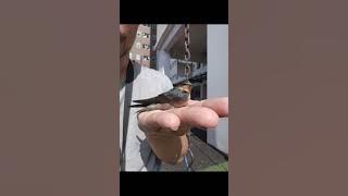 Masteran walet nembak