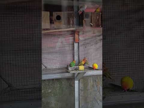 Aviarymini Lovebirds #aviarymini #lovebirds #shortvideo
