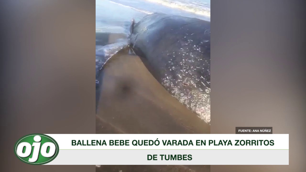 noticias de el salvador Ballena bebé quedó varada en playa Zorritos en Tumbes