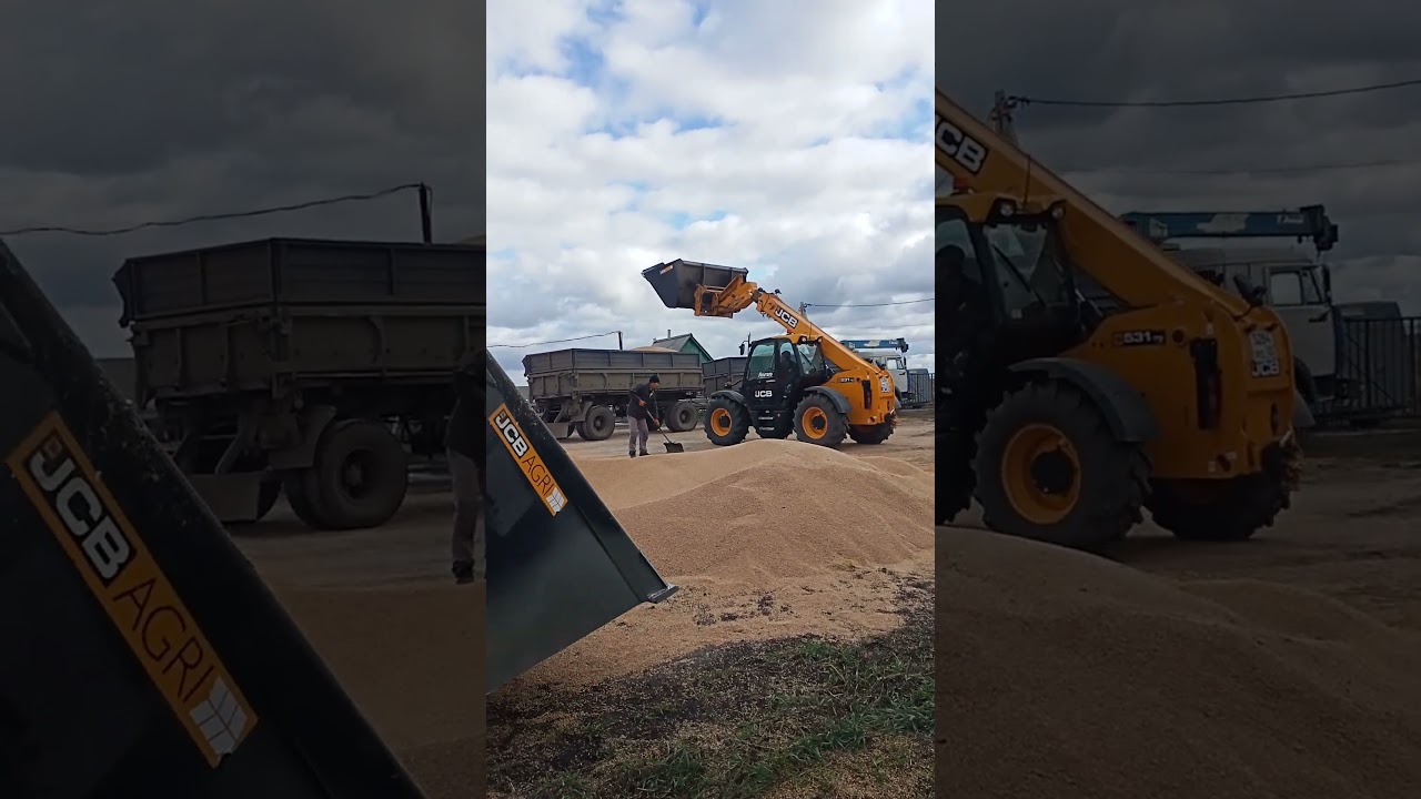 Вывозим зерно,JCB 531