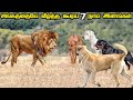 Top 7 Dog Breeds that can defeat a Lion in Tamil | சிங்கத்தையே வீழ்த்த கூடிய 7 நாய் இனங்கள்