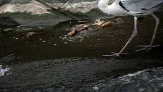 体の大きなアオサギと小魚
