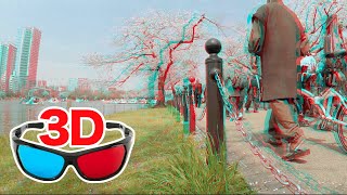 วิดีโอ 3 มิติ - การชมดอกซากุระในอุเอโนะ โตเกียว / สำหรับแว่นตาอะนากลิฟสีน้ำเงินอมแดง