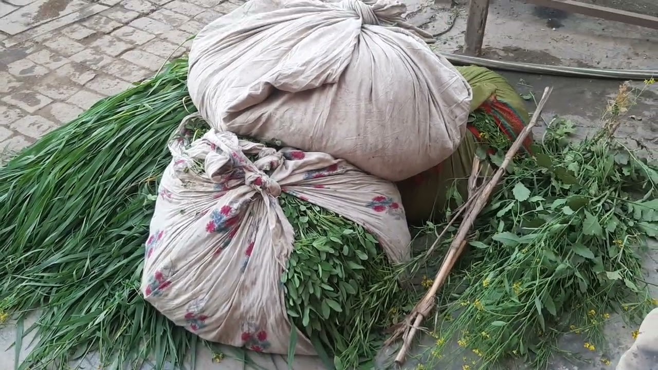 Sham ke kaam ki shuruvat