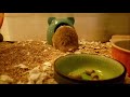 茶丸君767　走った後のエネルギー補給・・・！？