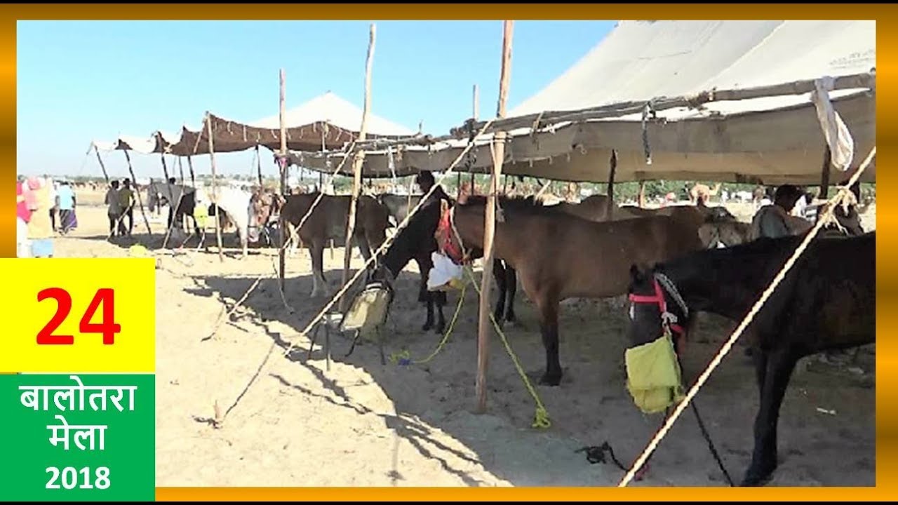 Meet Sindhi Racing Horses Sellers Of Gujarat, Indian Horses Market Balotra, Horse Video घोड़ा विडियो