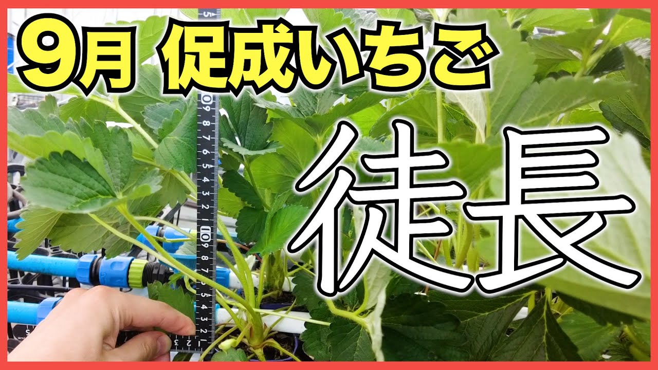 いちご促成栽培】苗が徒長しました【2024年9月】 - YouTube