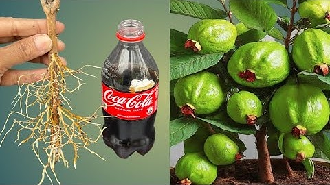 Is there any cutting success in Coco Cola or not?  then watch this video till the end.