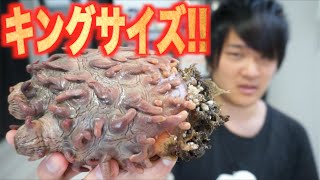 超巨大ホヤでバター醤油焼きを作る！！