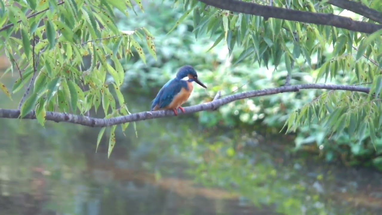 カワセミ動画その354(k2026 07 23 v) - YouTube