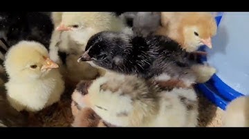 ME NYUAM QAIB HMOOB DAUG LAWM LAU! OUR EASTER BABIES 4/1/2022 🐔 😍 ❤️ 😍 💕