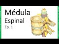 NEURO 1. Médula Espinal - Generalidades | Doctor Greg