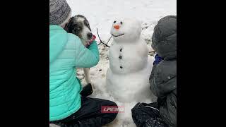 Dog tries to bite nose of snowman gets hug