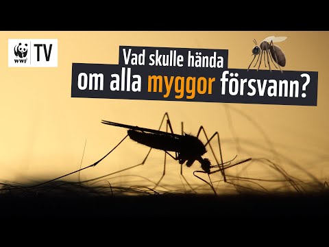 Video: Kliande Myggor