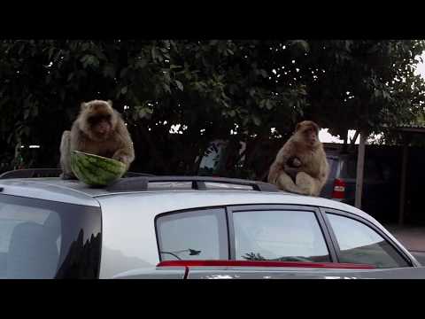 Video: Kokios kategorijos yra 3 išmintingos beždžionės?