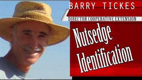 Nutsedge Identification BT021716