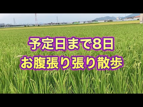 【予定日まで8日】お腹張り張り！やっと運動する臨月妊婦🤰