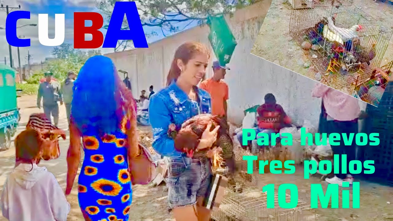 UNICO LUGAR para Comprar  pollos VIVOS  y Todo tipo de Aves para Huevos  y  Cosas Religiosas  CUBA