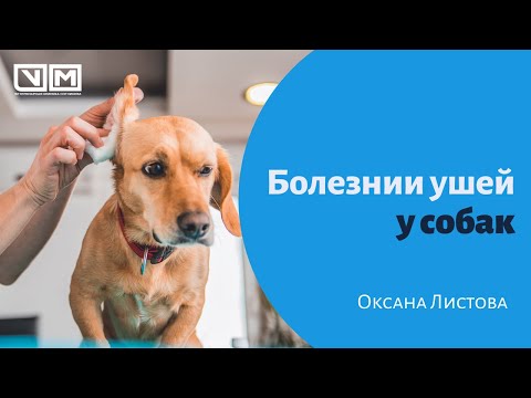 Видео: Почему у моей собаки струпья в ушах и что мне делать?