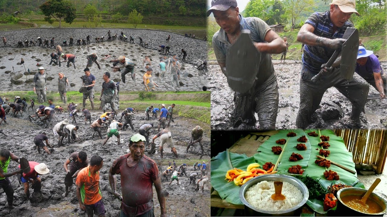 Incredible Chakhesang Naga work in paddy's field, Nagaland village life