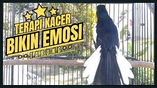 Suara Burung Kacer Bikin Lawan Emosi Gacor, Pancingan Kacer Agar Cepat Emosi Gacor