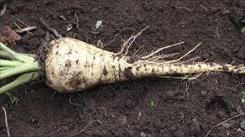 How to Grow Parsnips from Seed