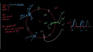 Optogenetics: ChR2, NpHR, YFP explained