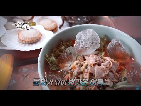 [예고] <strong>한국인의</strong> <strong>밥상</strong> - 동해 <strong>물회</strong> 견문록