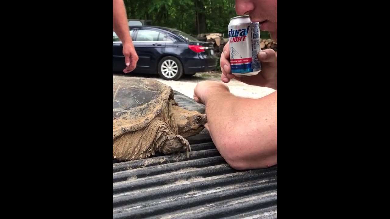 Snapping turtle bites guys arm off