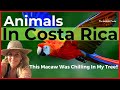 Animals In Costa Rica - Macaw In My Tree Spotted!!!!!