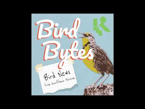 Bird Bytes //