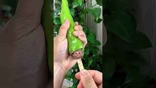 মরিচের ভেতর ফেলে আমাকে আগুনে পুড়িয়ে দিল!