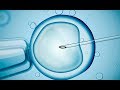 Fécondation in vitro et reproduction assistée - Ginefiv Clinique