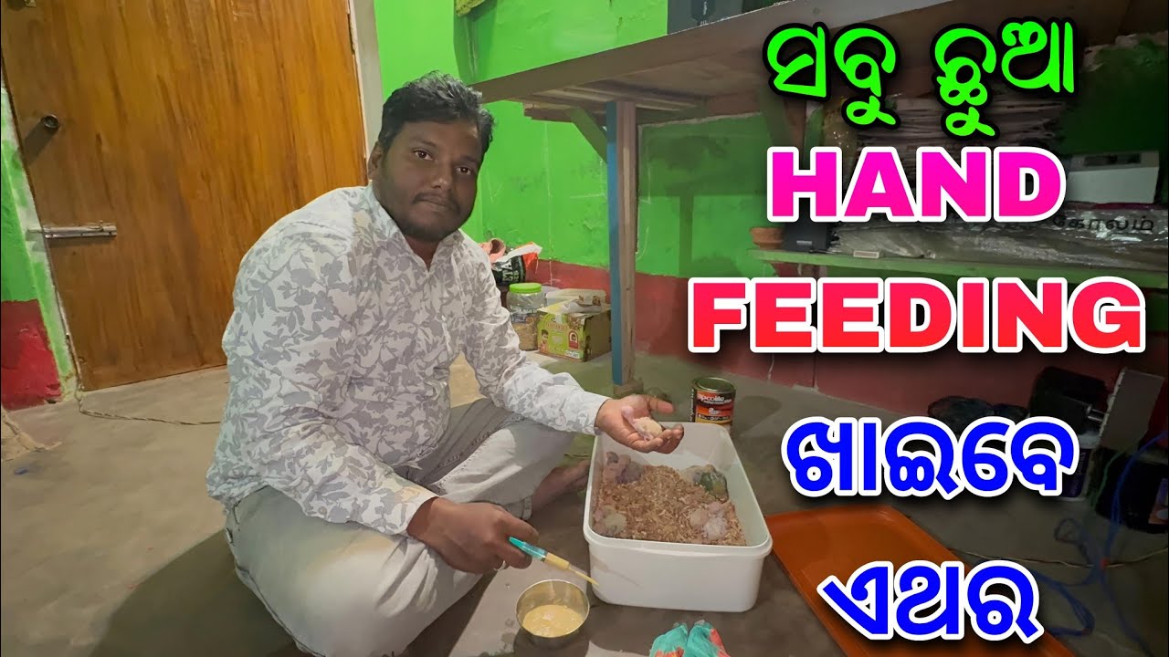 ଏଥର ସବୁ Birds Baby ପୋଷା ମାନିବେ 🤔||Birds Vlogs||Trimudra Vlogs