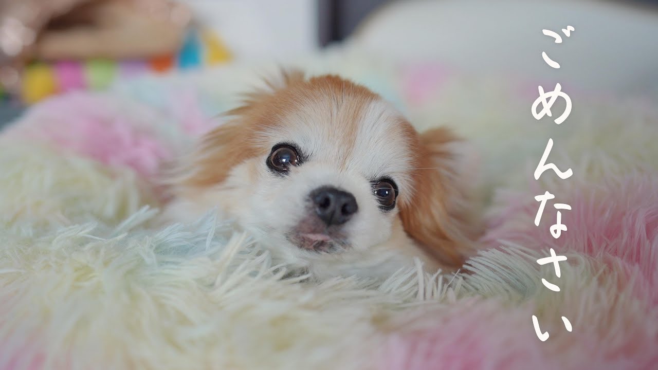 帰宅したらトイレを失敗して申し訳なさそうな顔をしていた老犬チョッピ