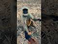 Hanuman video #sorts #bajrang #monkey #funny #langur king 👑#bajrang #Jay Shri Ram 🌴🌴🌴