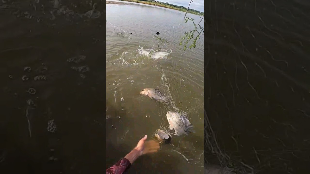 Pescaria de rede malhadeira. #pesca #pescaria #fish