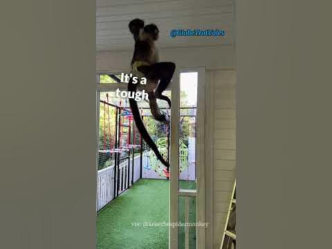 🐒Meet Keke: The Energetic Spider Monkey who Captured Our Hearts 💕 - YouTube