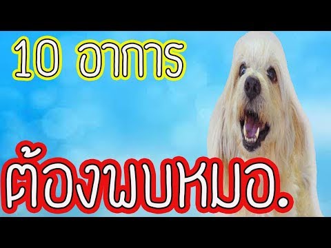love dog l แชร์เก็บไว้เลย 10 วิธี ดู อาการ ป่วย ของ น้อง หมา ที่ต้องรีบพาไปโรงพยาบาลสัตว์
