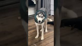 Bro got stuck and his brain instantly shut down😂🧠
