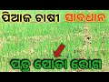 ପିଆଜ ଚାଷୀ ସାବଧାନ | ପାତ୍ର ପୋଡା ଆଗୁଆ ଚିହ୍ନଟ”