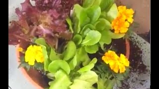 Succulent Container Gardening With The Grumpy Gardener Southern