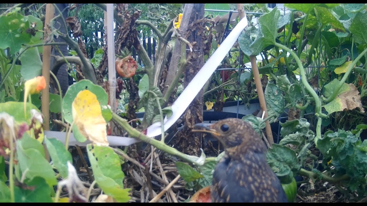 Bird that is eating my tomatoes YouTube