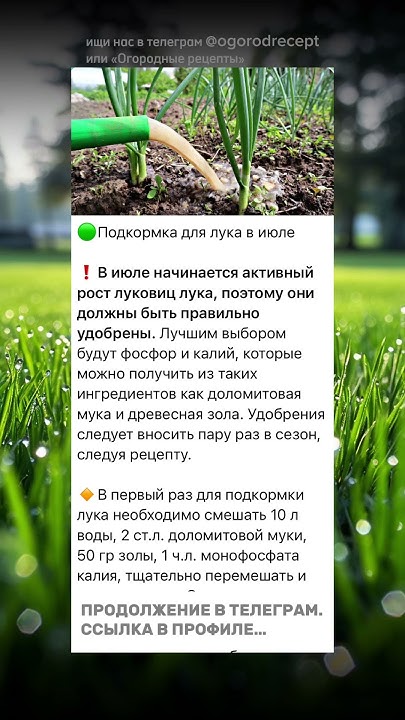 Подкормка для лука в июле #огород #сад #дача #лук - YouTube