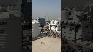 #update#travel#diary#pigeon#birds#funny#motivation#love#new#reels#haryana#indian#24/4/26 #viralposts