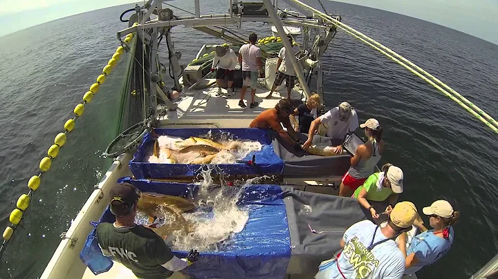Red Drum Sampling in the Gulf of Mexico
