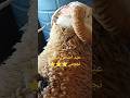 عيد مبارك لكم جميعا و احبكم
