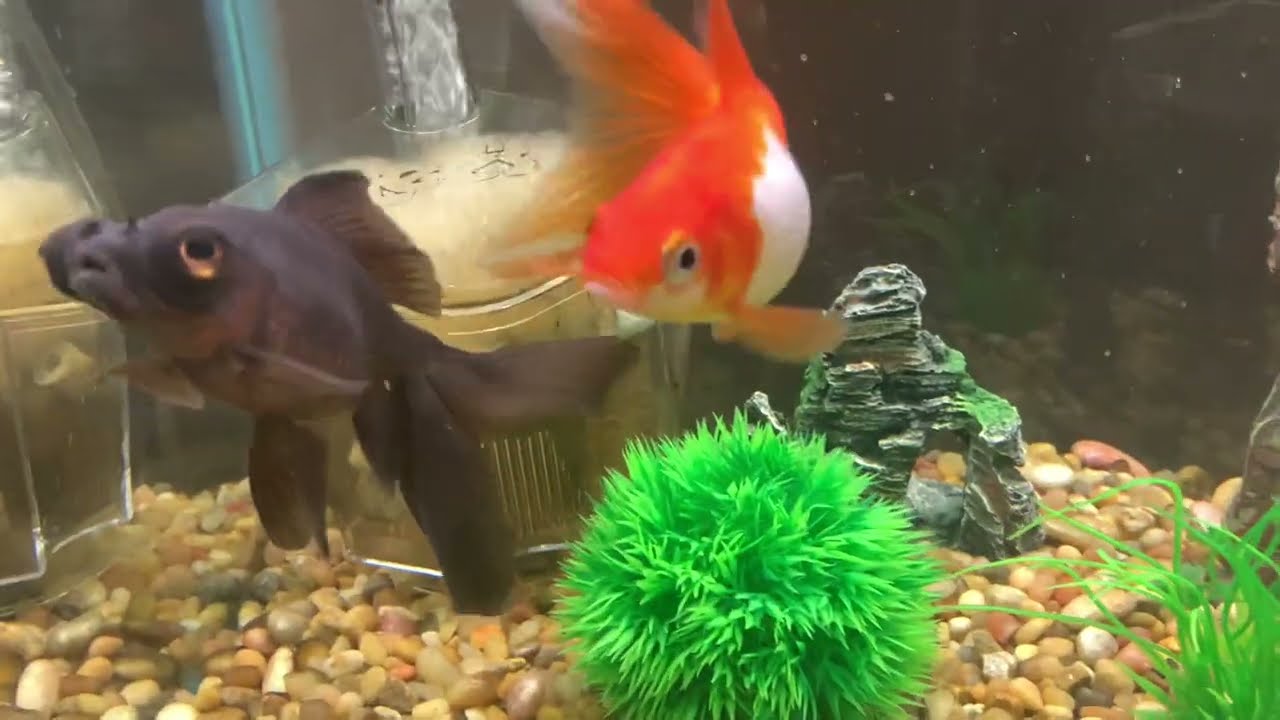 Goldfish swimming !  
