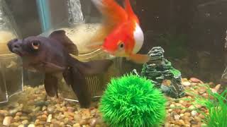 Goldfish Swimming